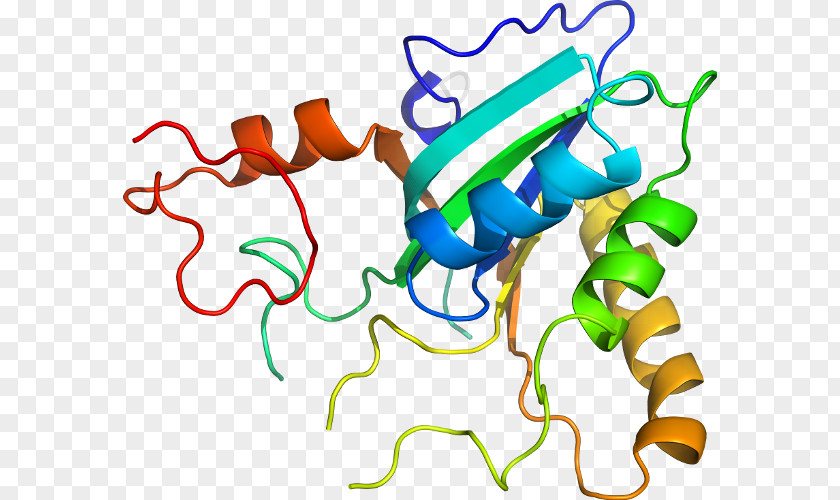 Methionine Synthase Reductase Clip Art Organism Human Behavior PNG