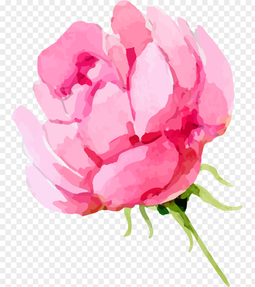 Peony Clip Art Transparency Image PNG