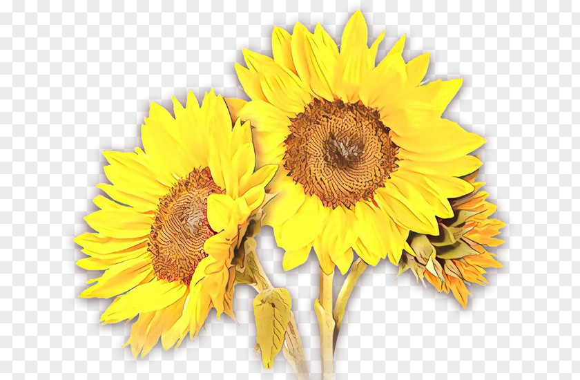Sunflower Cut Flowers PNG