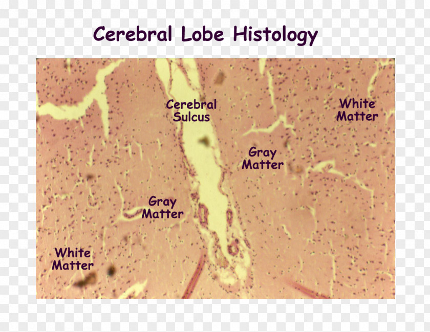 Brain Cerebral Cortex Histology Cerebrum Nervous System PNG