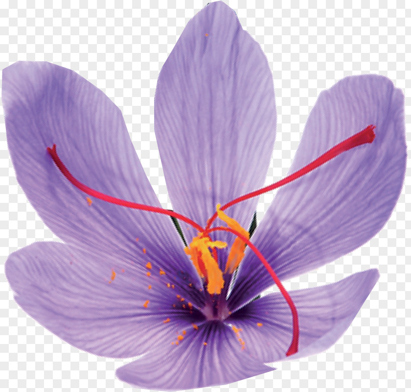 Crocus Saffron Safranbolu S.M.M.M. Tekstilkent Caddesi PNG