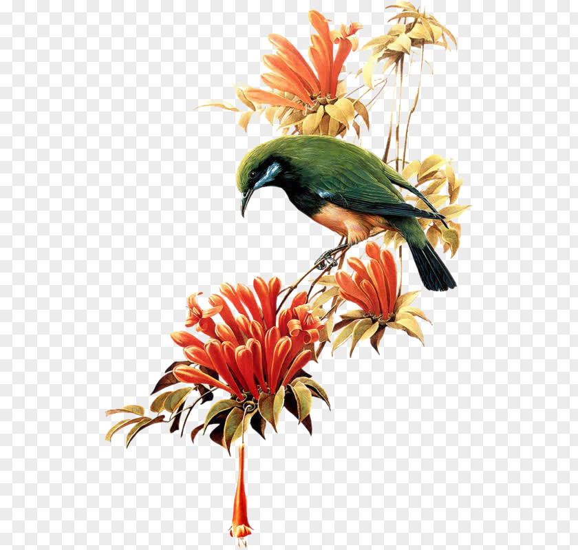 Parrot Bird T-shirt Flower PNG