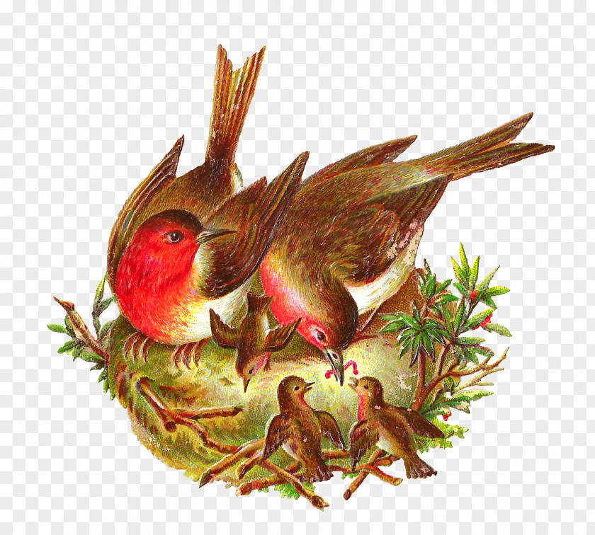 Vintage Birdcage Bird Nest European Robin Clip Art PNG
