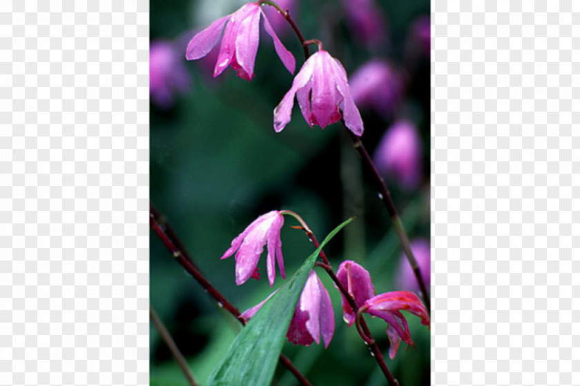 Acer Palmatum Thunb Annual Plant Spring Herbaceous Purple Flowering PNG