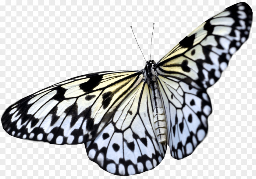 Butterfly Image Clip Art PNG