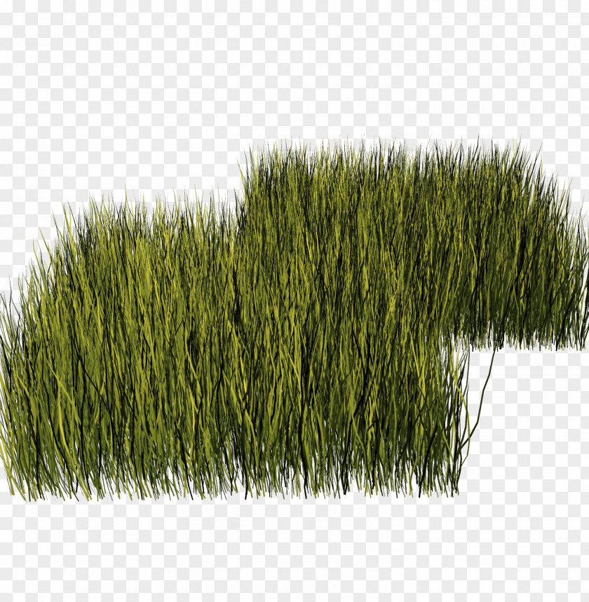 Grass Lawn Vegetation Meadow Herbaceous Plant Garden PNG