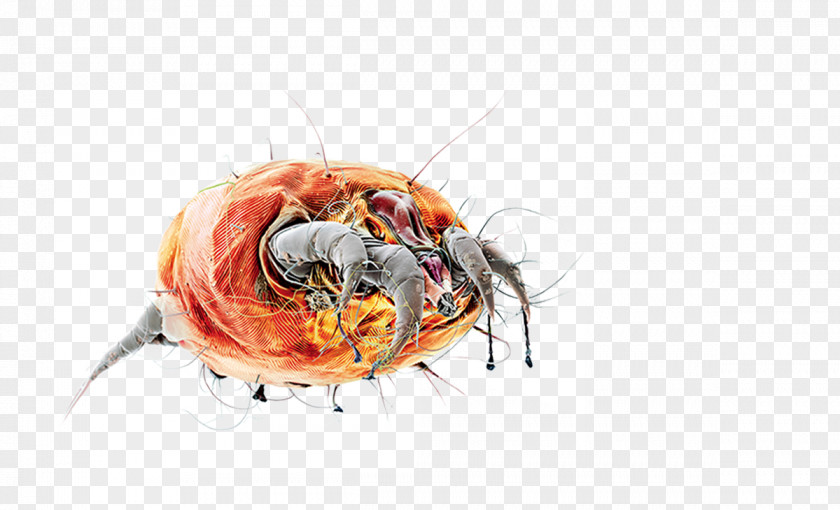 Insect Seafood Pest PNG