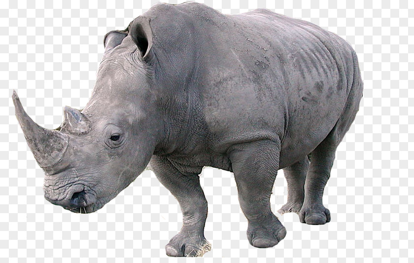 Rhino Javan Rhinoceros Northern White Southern Indian PNG