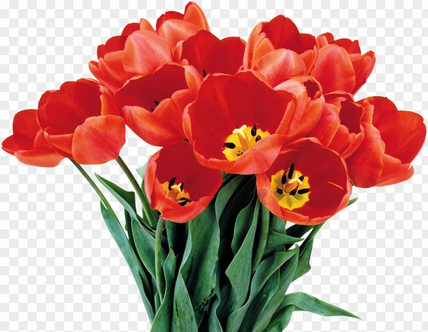 Tulip Flower Bouquet International Women's Day Clip Art PNG