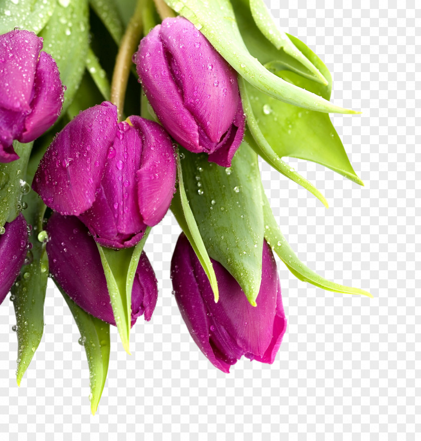 Lily Tulip Mania Cut Flowers PNG