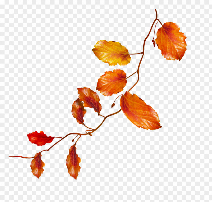 Autumn Leaves Flower Clip Art PNG