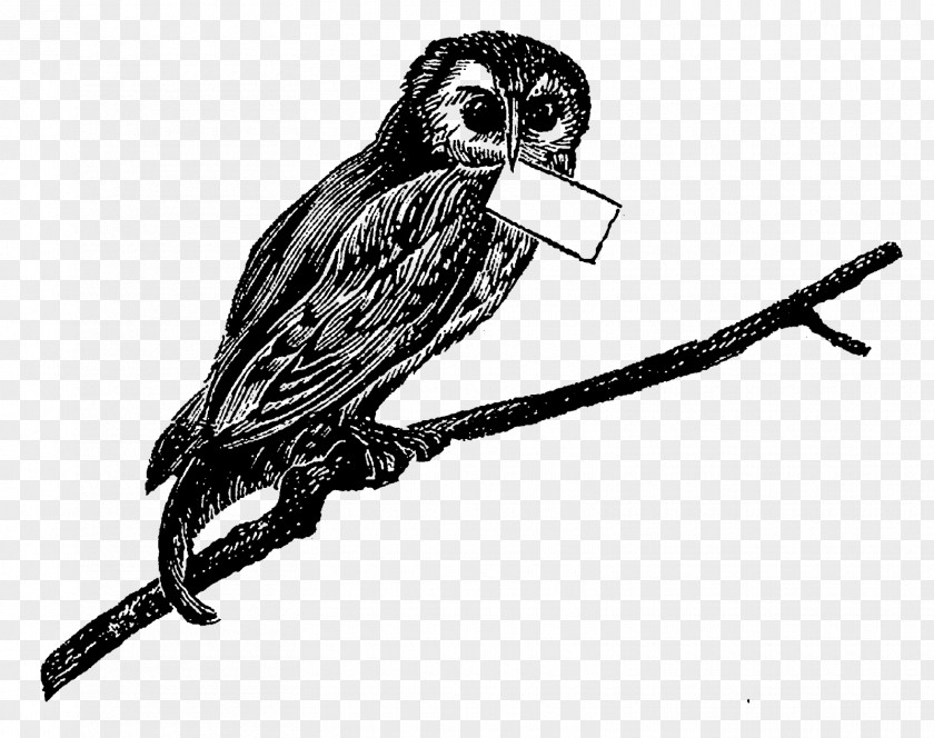 Digital Label Bird Of Prey Owl Beak Drawing PNG