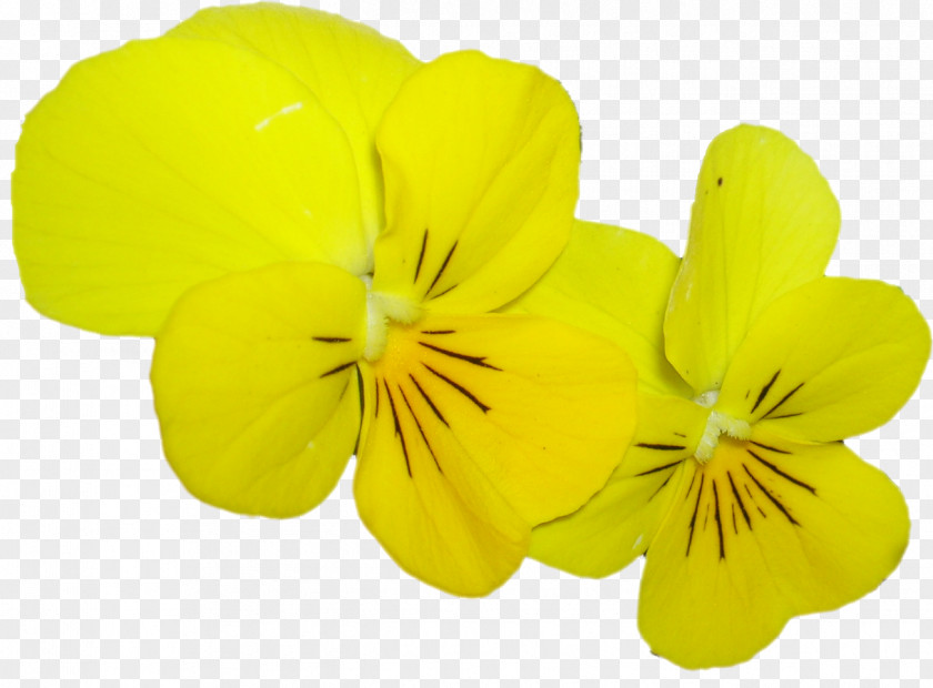 Pansy Herbaceous Plant PNG