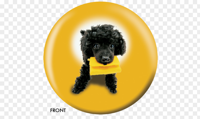 Poodle Miniature Standard Spanish Water Dog Schnoodle PNG