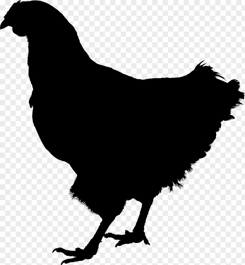 Rooster Silkie Kifaranga Hen Sticker PNG