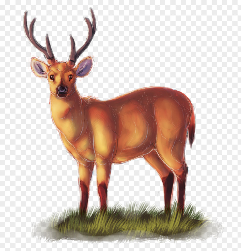 A Deer Stumbled By Stone Reindeer Elk Antelope Cattle Horn PNG