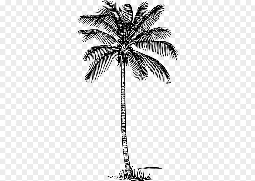 Coconut Drawing Arecaceae Line Art Clip PNG