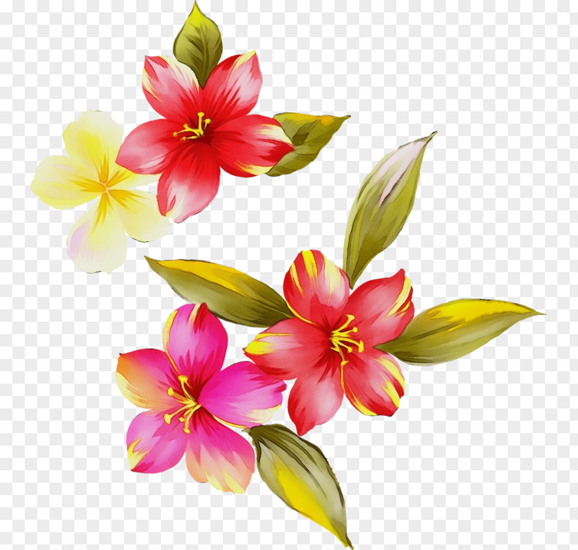 Cut Flowers Terrestrial Plant Flower Flowering Petal Pink PNG