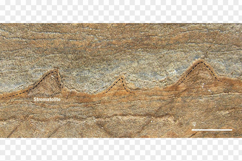 Earth Fossil Stromatolite Warrawoona Science PNG
