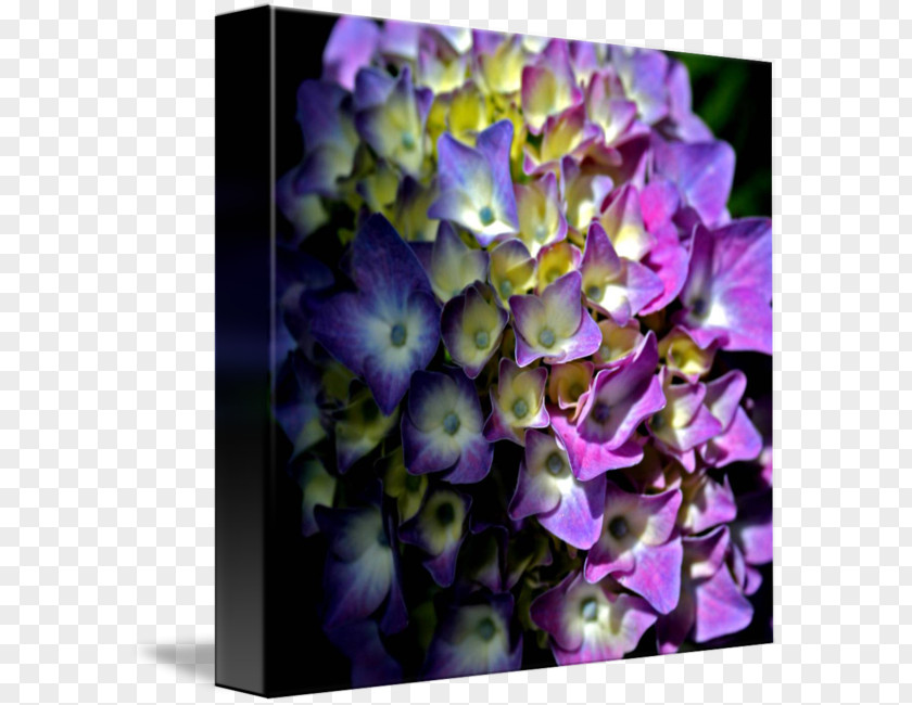 Hydrangea Flower Violet Lilac Floral Design PNG