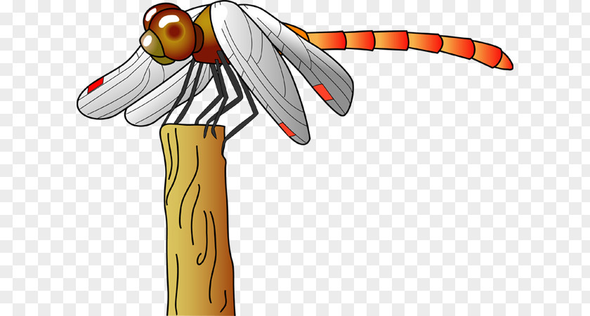 Illustration Odonate Meadowhawks Insect PNG Insect, 1st. year clipart PNG