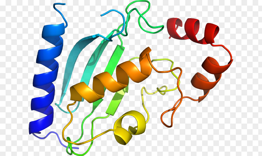 Line Organism Clip Art PNG