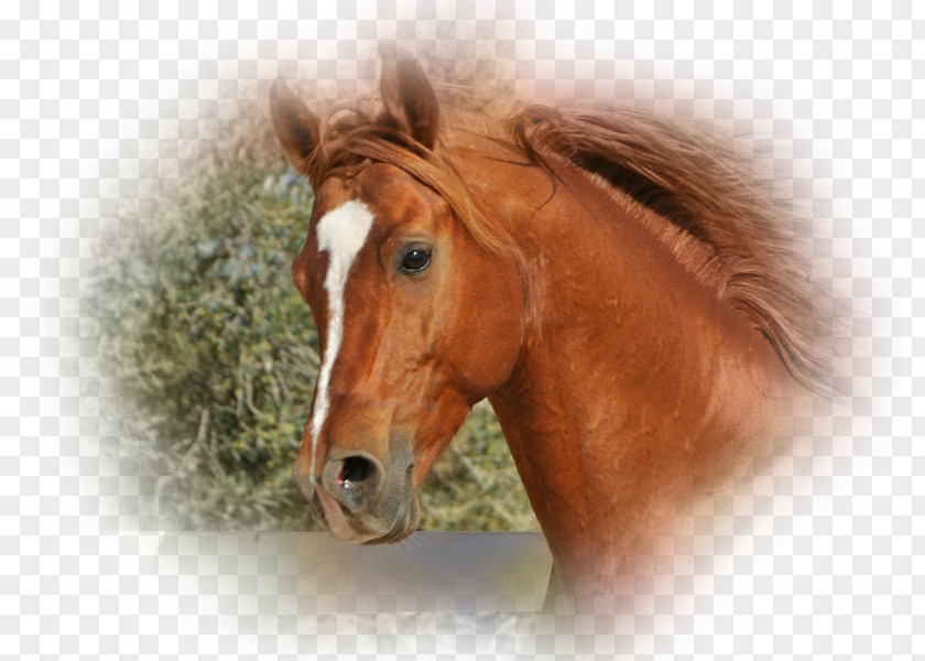 Mustang Mane Stallion Halter Bridle PNG