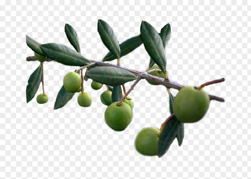 Olive Oil Desktop Wallpaper Image PNG
