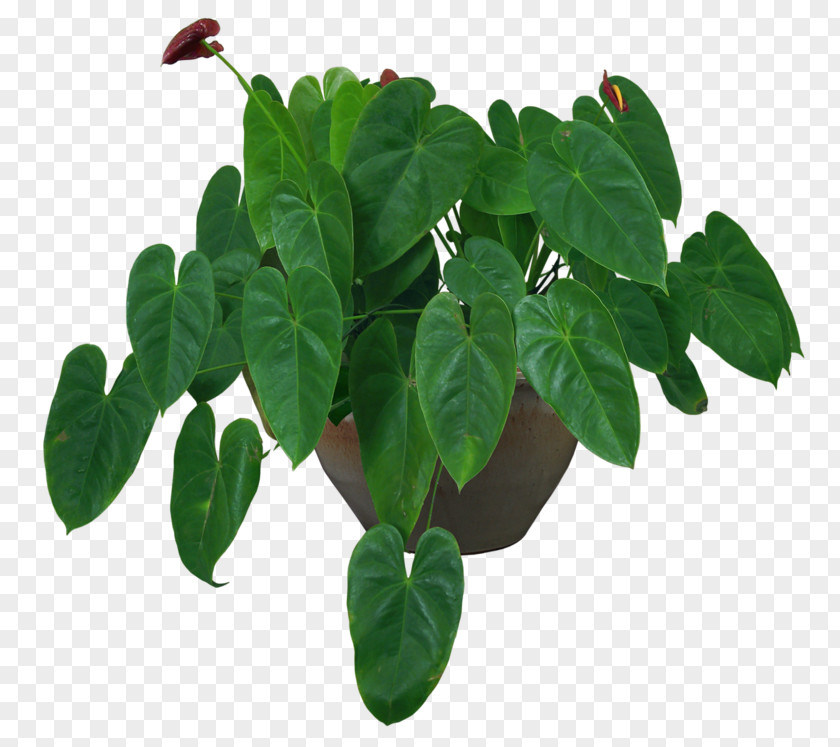 Plant Houseplant Flowerpot Centella Asiatica PNG