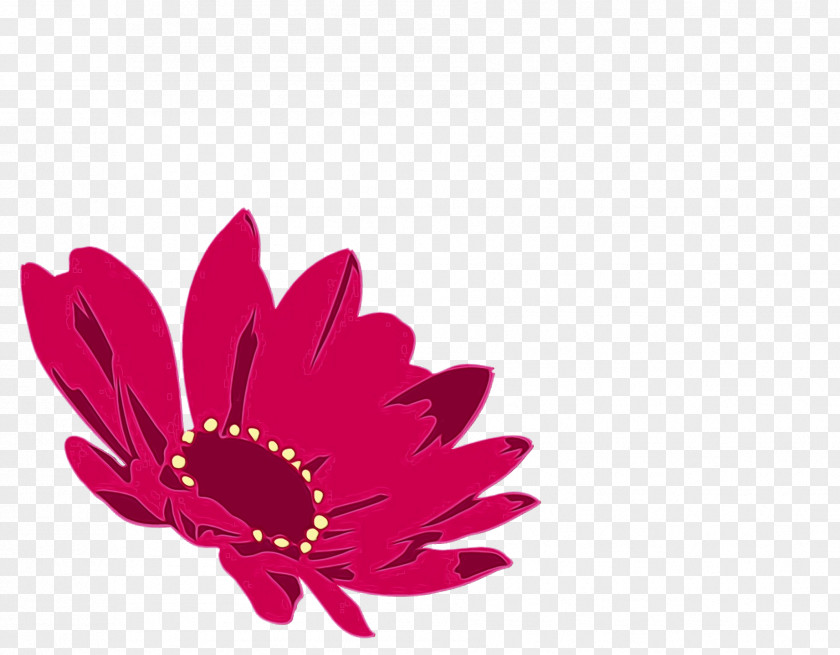 Transvaal Daisy Cut Flowers Petal Magenta Telekom Flower PNG