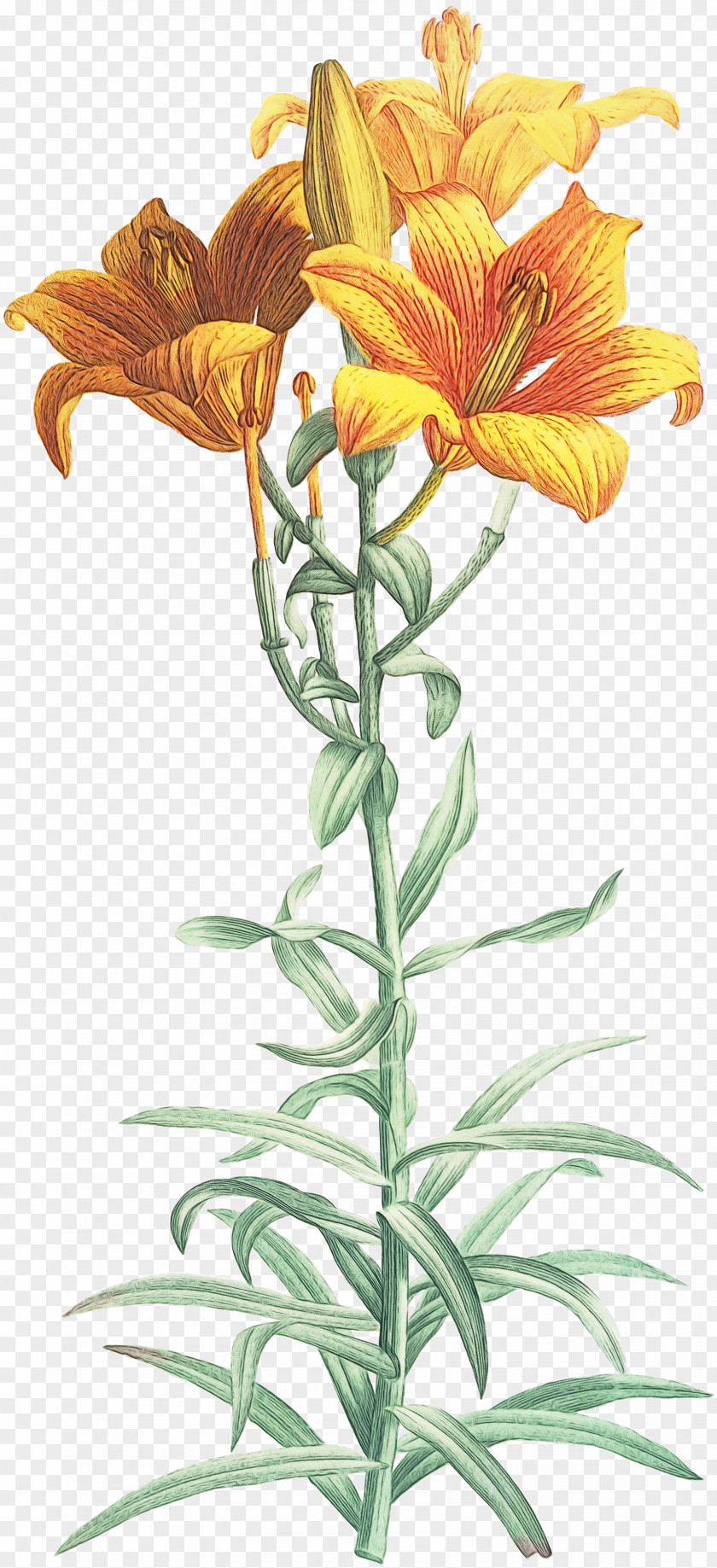 Drawing Orange Lily Painting Flower Line Art PNG