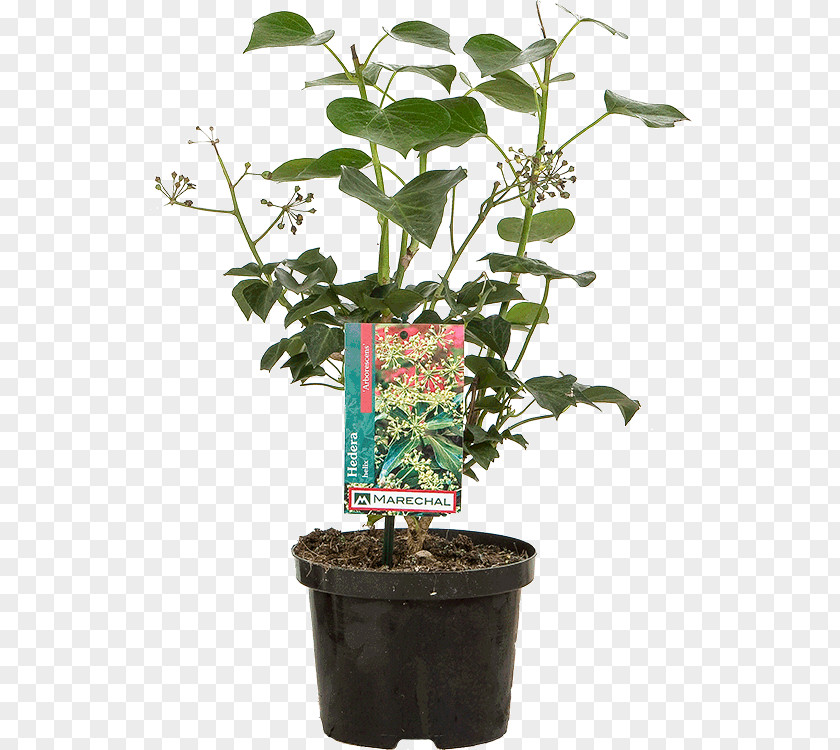 Flower Flowerpot Herb Houseplant Shrub Plant Stem PNG