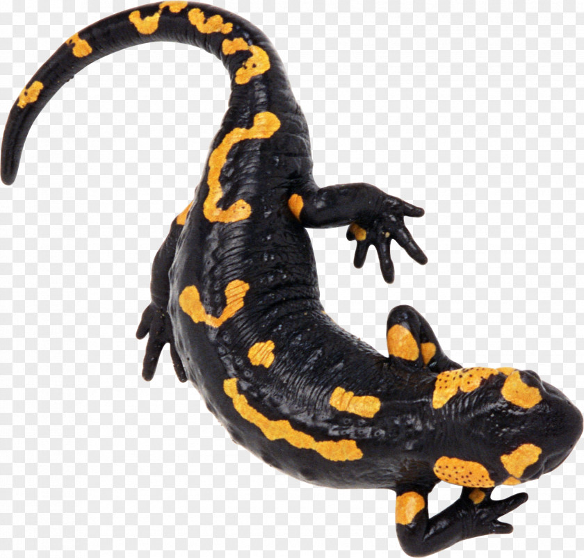 Lizard Newt Fire Salamander Reptile Alpine PNG