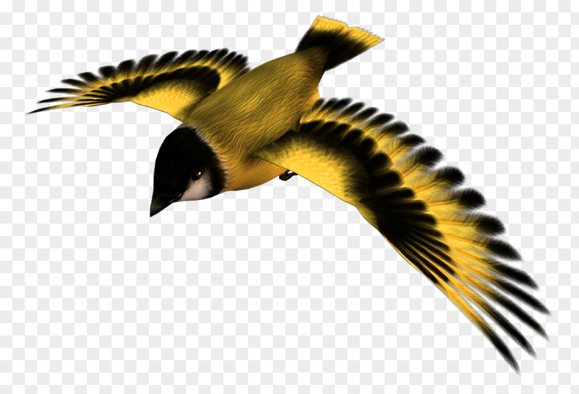 Yellow Bird Flight PNG