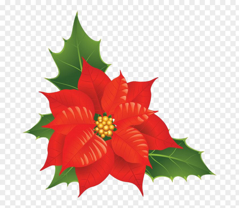 Beautiful Christmas Flower PNG christmas flower clipart PNG
