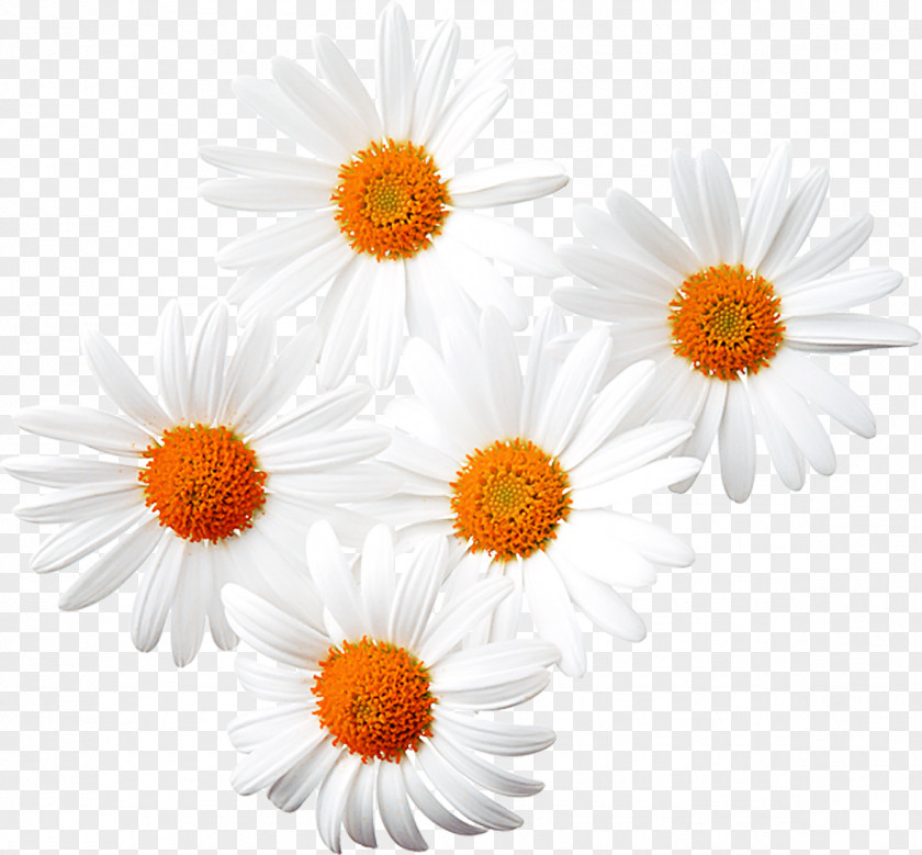 Chrysanthemum Flower Material Common Daisy Chamomile Clip Art PNG