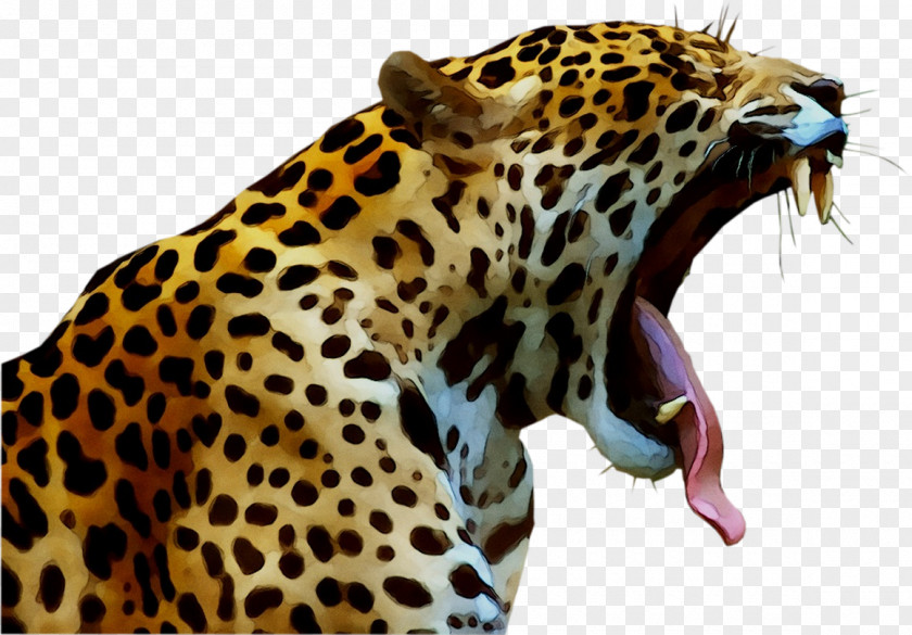 Jaguar Cheetah Leopard Cat Felidae PNG