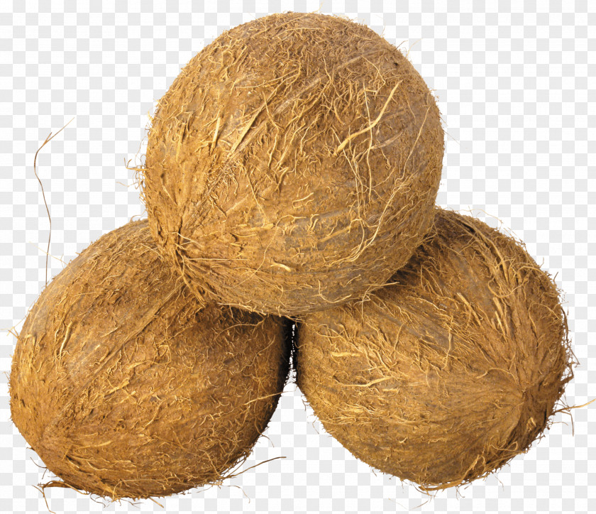 Coconut Clip Art PNG