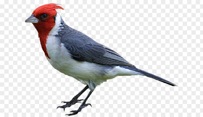 Cute Sparrow Bird Drawing Northern Cardinal Clip Art PNG