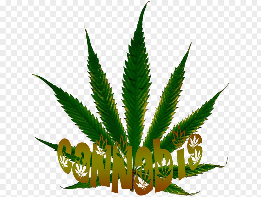 Cannabis Sativa Desktop Wallpaper White Widow Medical PNG