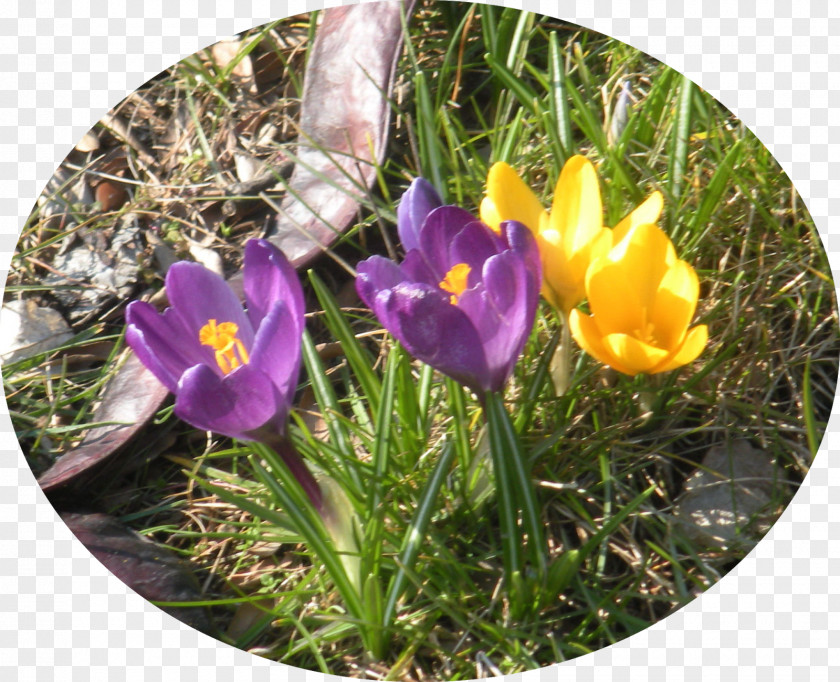 Crocus Wildflower PNG