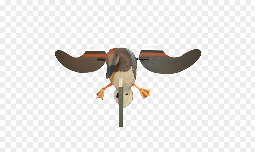 Duck Mallard Decoy Gadwall PNG