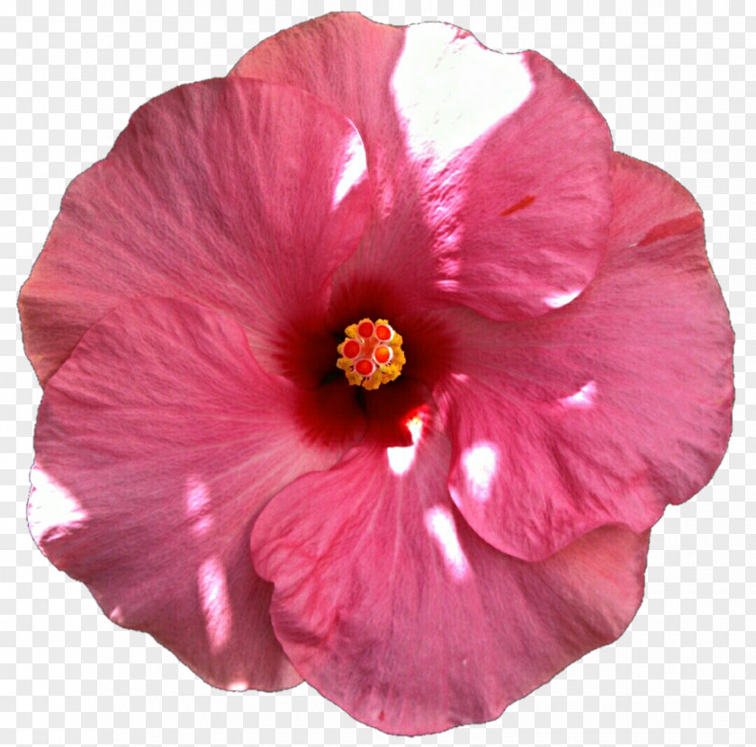 Hibiscus Shoeblackplant Flower Pink Common PNG