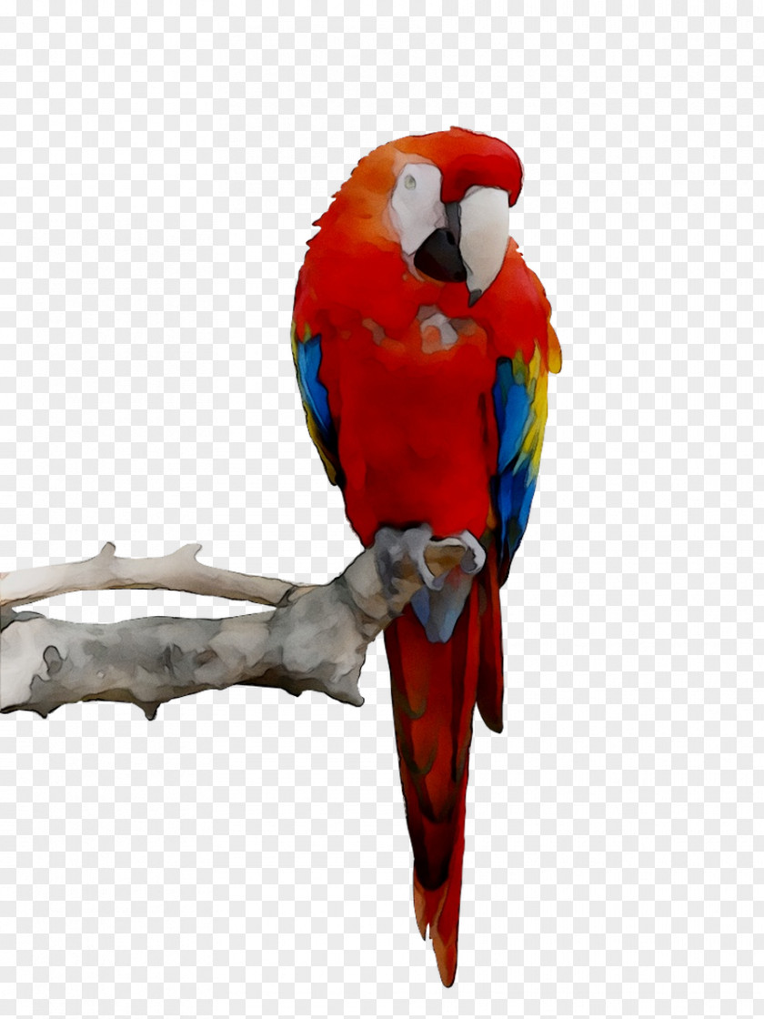 Budgerigar Parrot Toy Parakeet Bird PNG