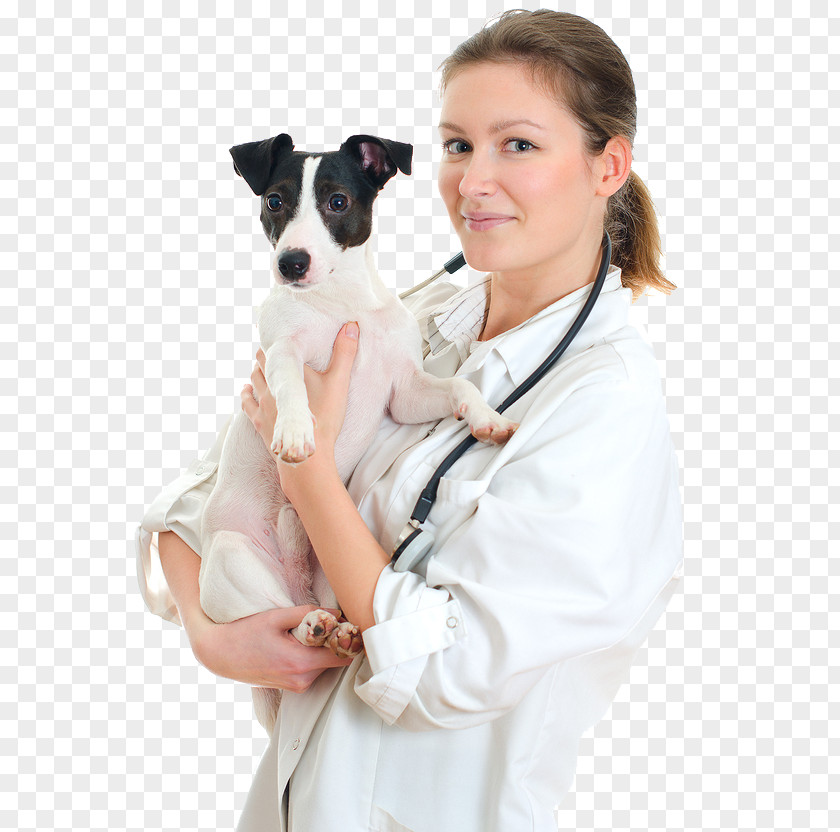 Cat Jack Russell Terrier Veterinarian Pet Sitting Puppy PNG
