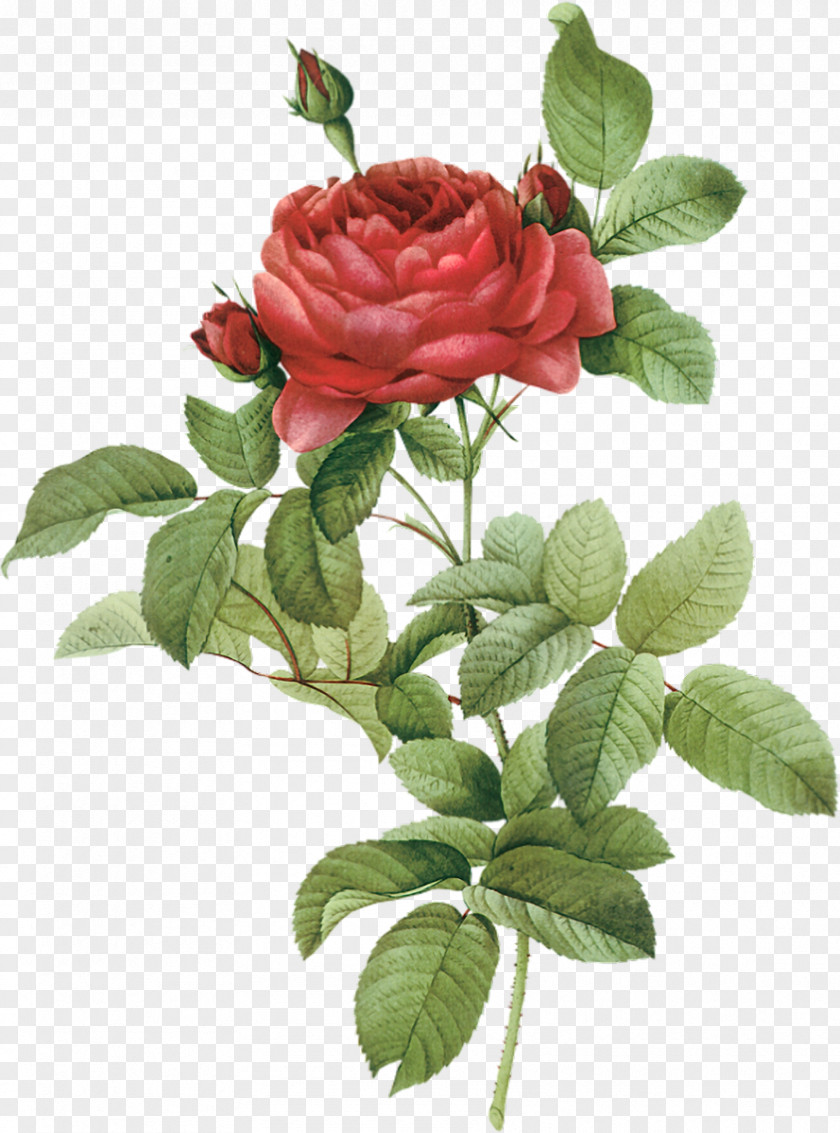 Flower French Rose Botanical Illustration Botany Drawing PNG
