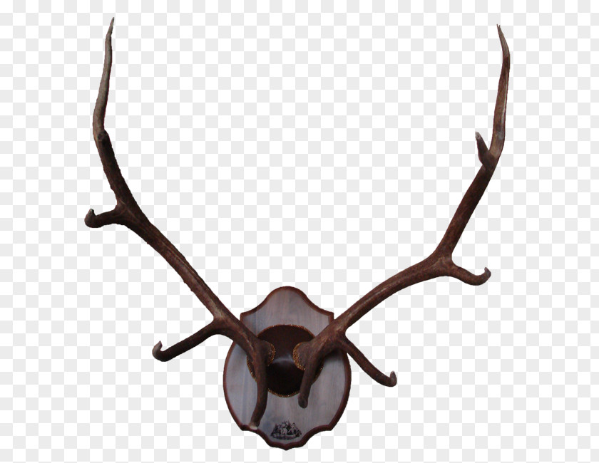 Deer Antlers Reindeer Elk Antler Moose PNG