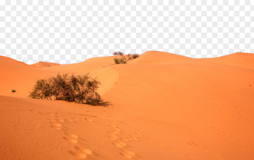 Desert Plants Sahara Erg Singing Sand PNG