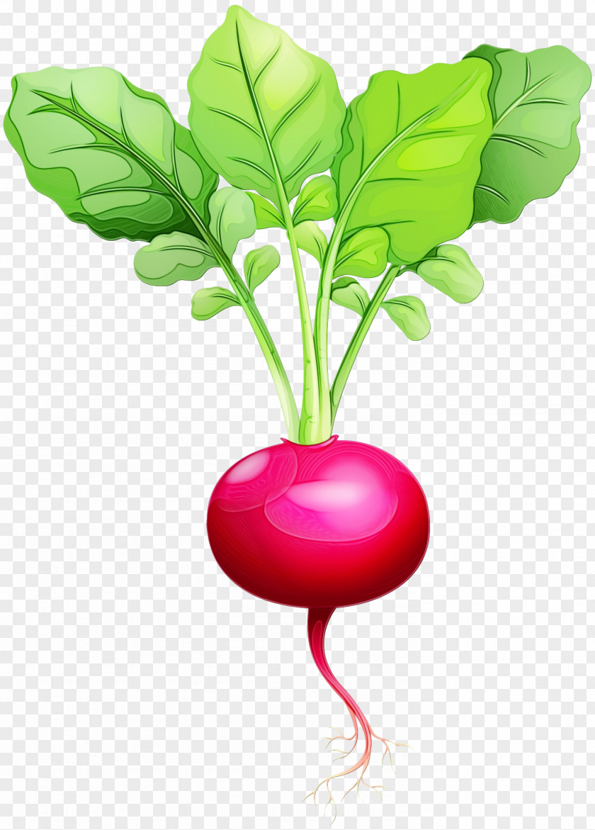 Leaf Vegetable Plant Stem Natural Food Turnip PNG
