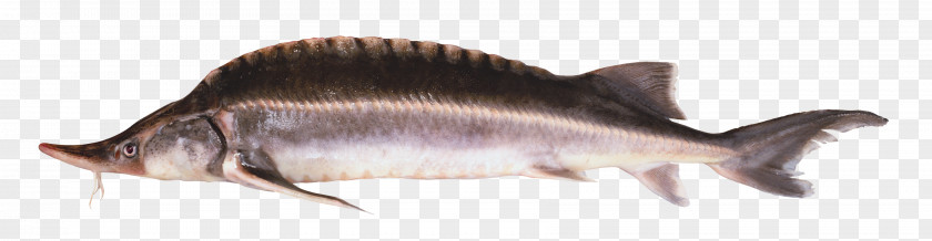 Fish Fugu Chinese Sturgeon PNG